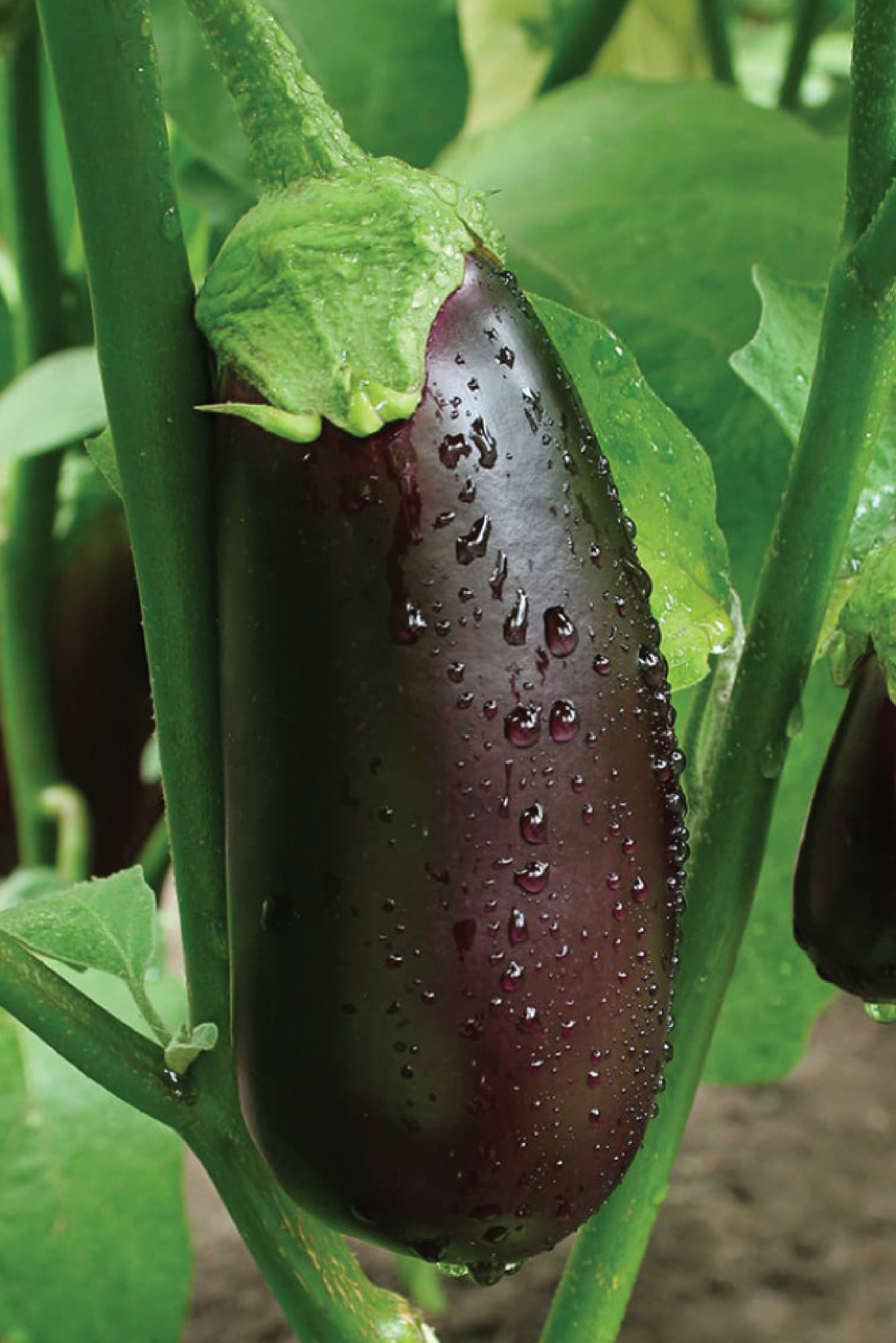 ORGANIC EGGPLANT SEEDLING