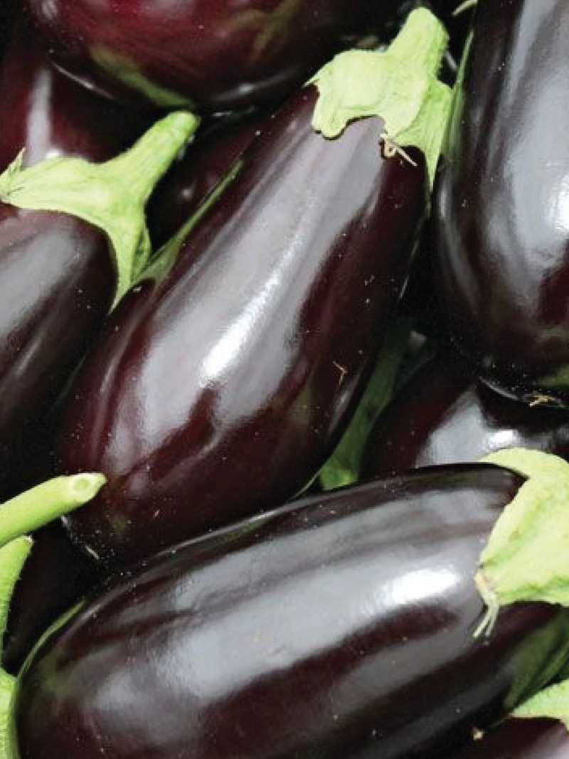 ORGANIC EGGPLANT SEEDLING