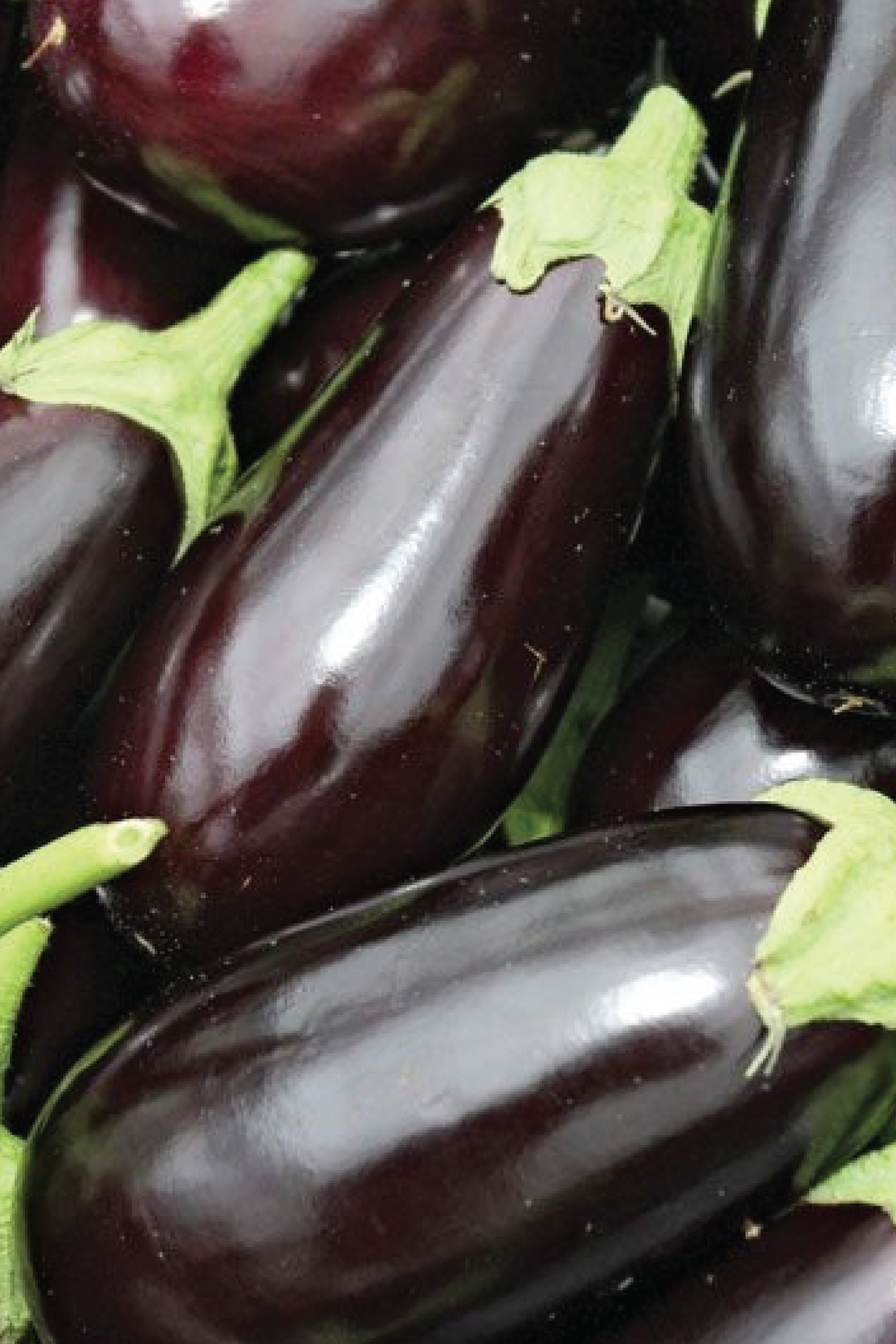 ORGANIC EGGPLANT SEEDLING