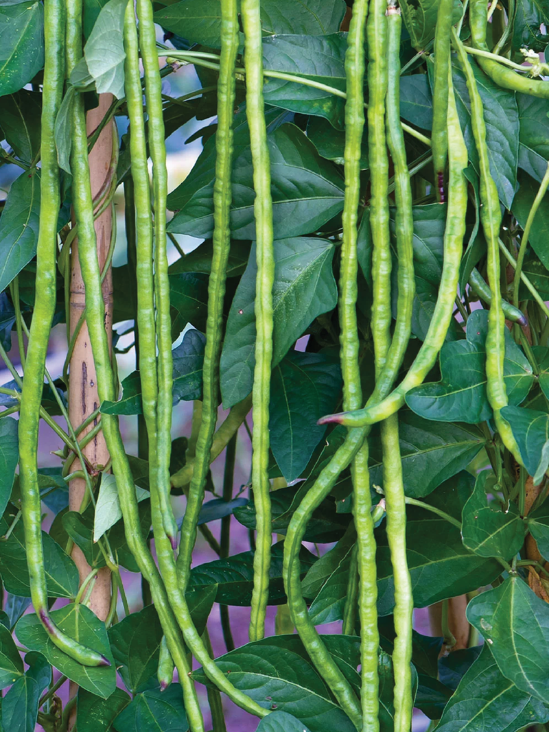 ORGANIC LONG ASPARAGUS BEANS SEEDLING شتلات الفاصوليا لونغ اسباراغس العضوية