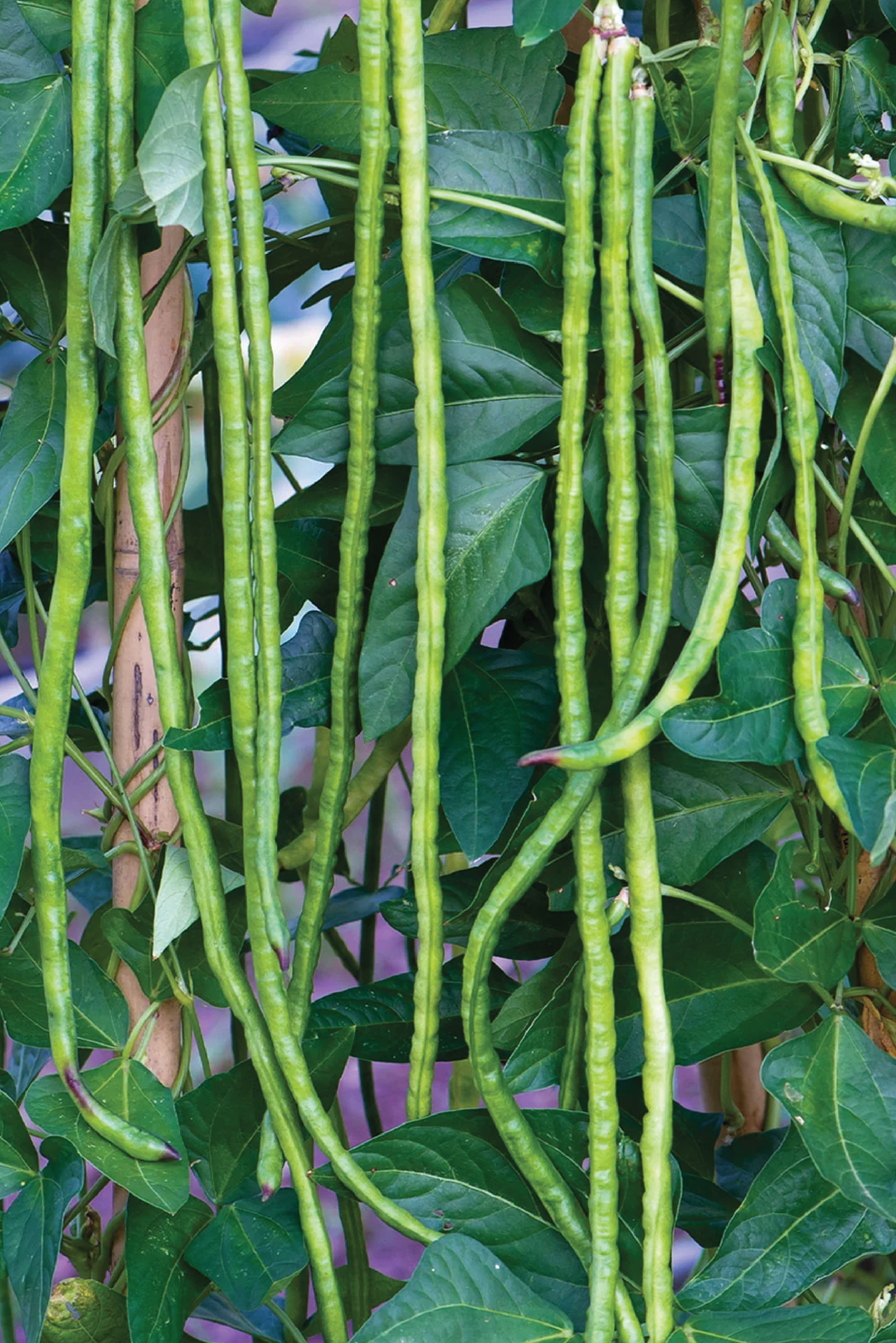 ORGANIC LONG ASPARAGUS BEANS SEEDLING