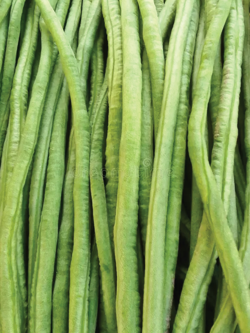 ORGANIC LONG ASPARAGUS BEANS SEEDLING شتلات الفاصوليا لونغ اسباراغس العضوية