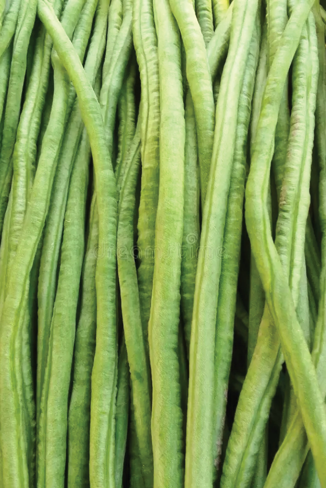 ORGANIC LONG ASPARAGUS BEANS SEEDLING