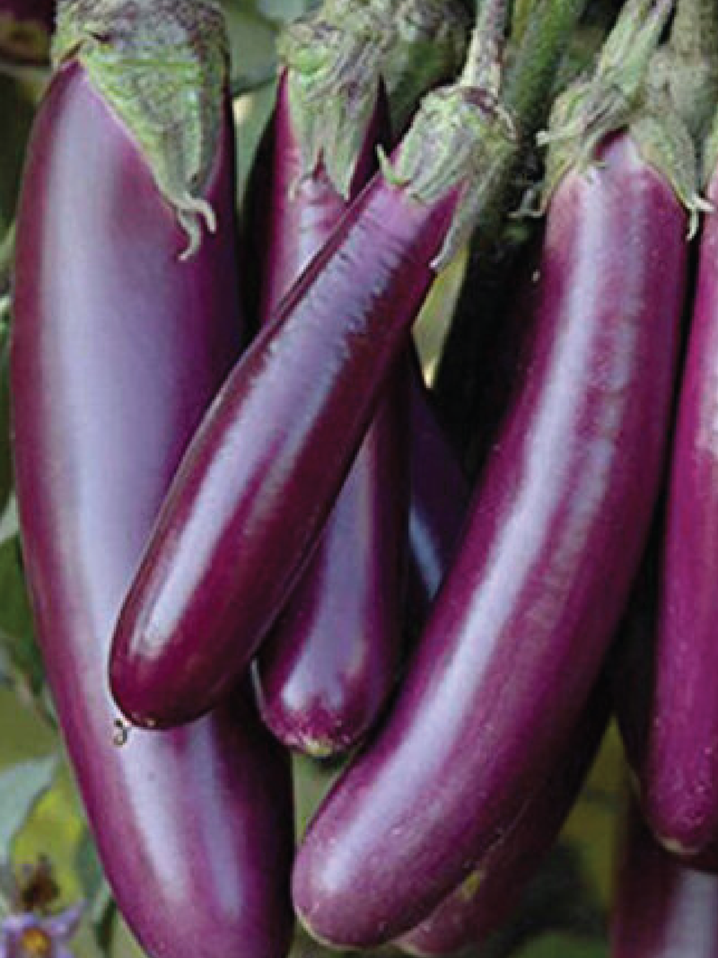 ORGANIC PURPLE BEAUTY EGGPLANT SEEDLING شتلة باذنجان بيربل بيوتي عضوية