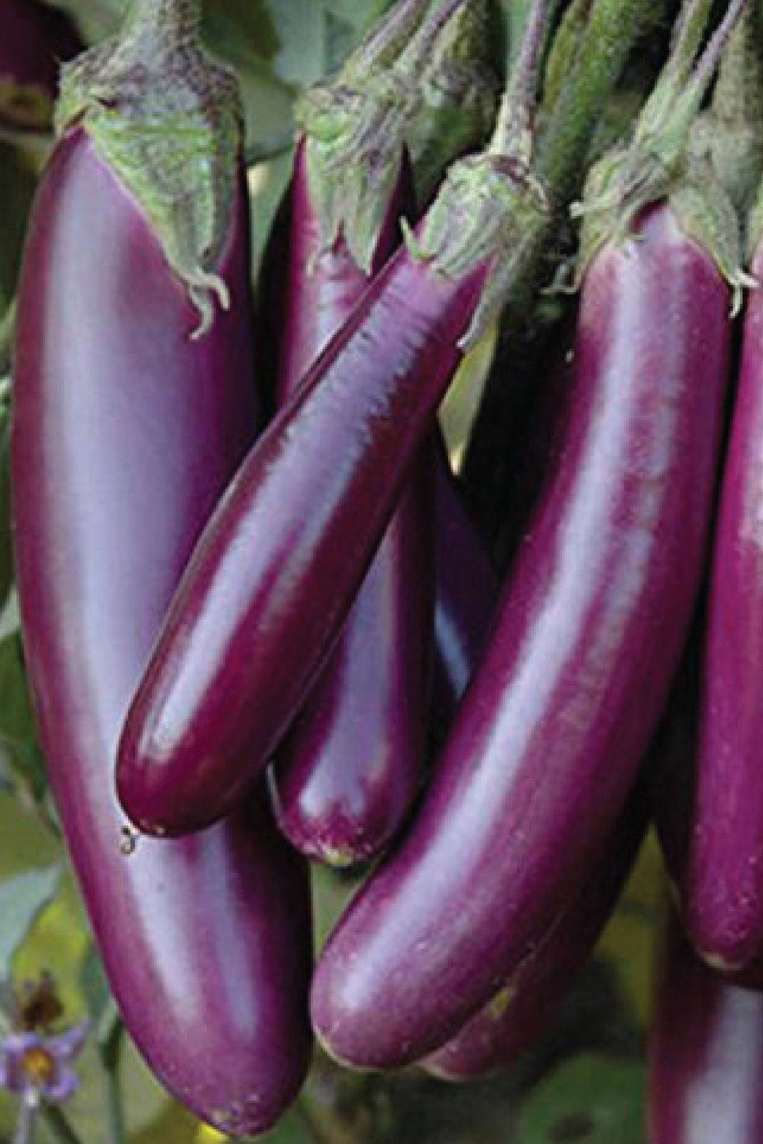 ORGANIC PURPLE BEAUTY EGGPLANT SEEDLING