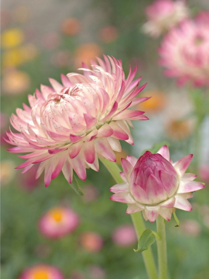 PINK STRAW FLOWER SEEDLING<br>شتلات زهور القش الوردية