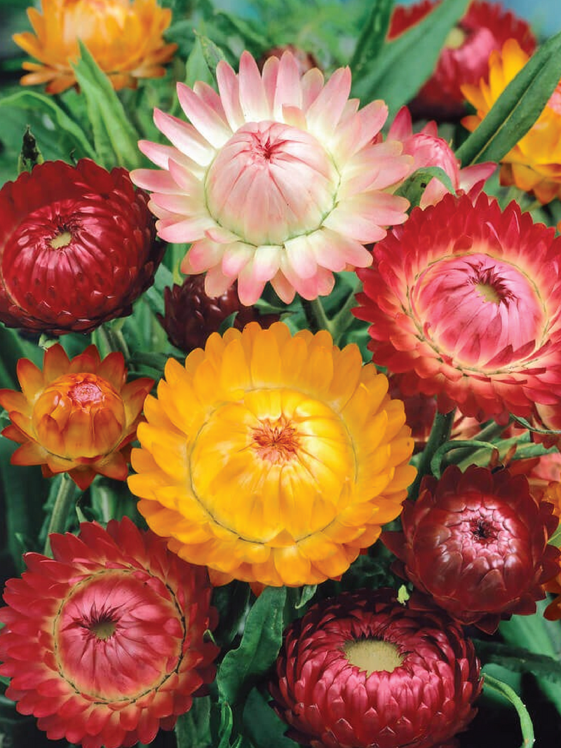 STRAW FLOWER MIX SEEDLING<br>شتلات زهور القش المتنوعة