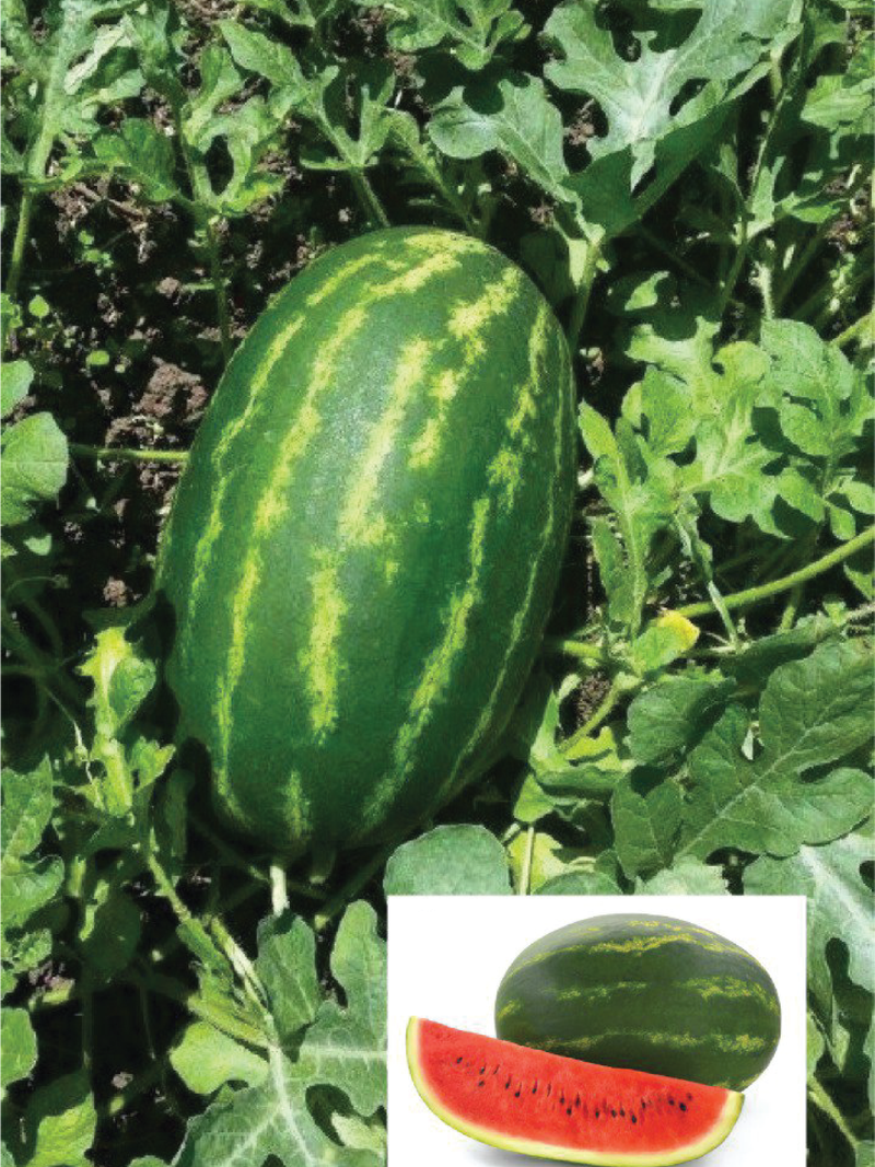KING WATERMELON SEEDLING <br> شتلات البطيخ الملكي