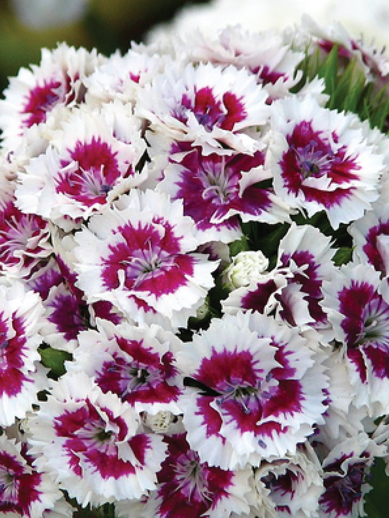 DIANTHUS BARBATUS SEEDS <br> بذور زهور القرنفل بارباتوس