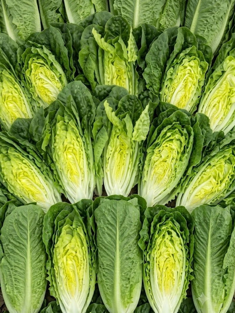 LOLLO LETTUCE SEEDS