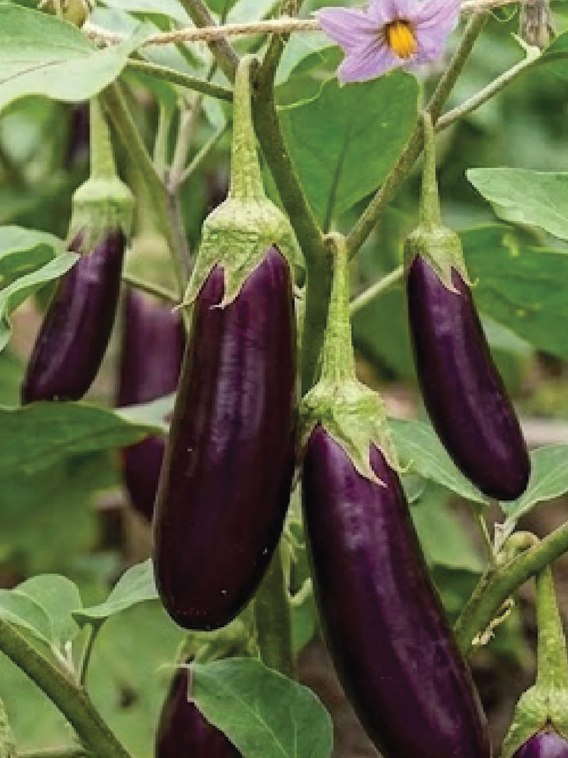 LONG EGGPLANT SEEDS