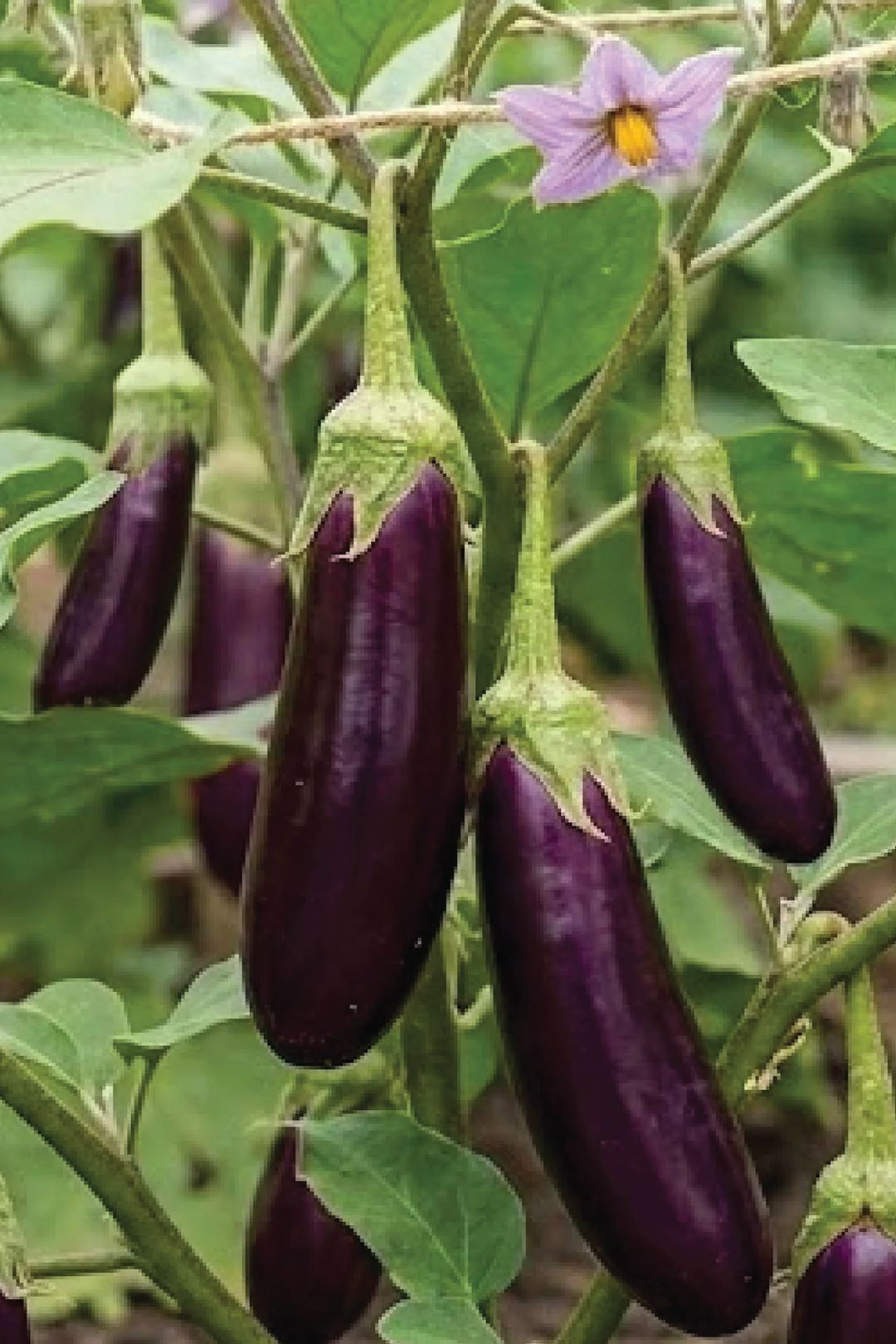 LONG EGGPLANT SEEDS <br> بذور الباذنجان الطويل