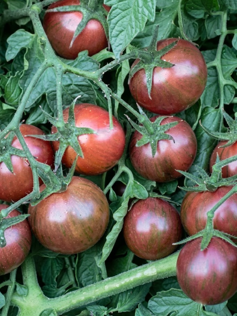 ORGANIC TOMATO PURPLE BUMBLE BEE SEEDLING