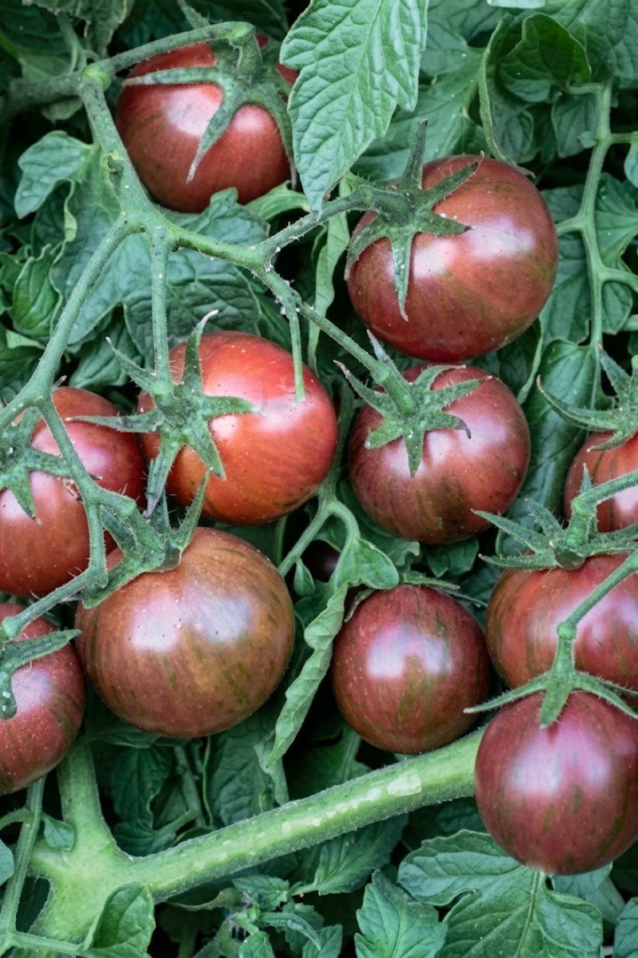 TOMATO PURPLE BUMBLE BEE SEEDS <br> بذور طماطم بمبل بي الأرجواني