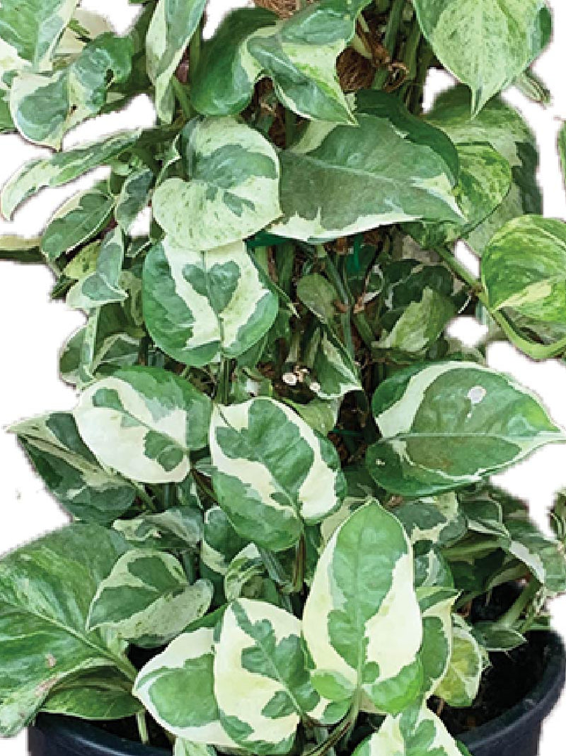 Buy Fresh Njoy Pothos Plant - Buy Fresh Healthy Indoor & Outdoor Plant