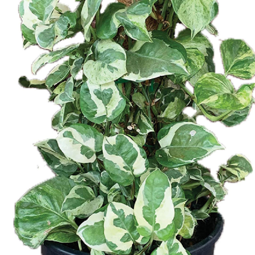 where can i buy pothos Buy Fresh Njoy Pothos Plant