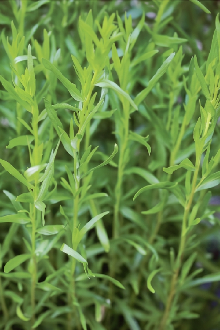 ORGANIC TARRAGON SEEDLING