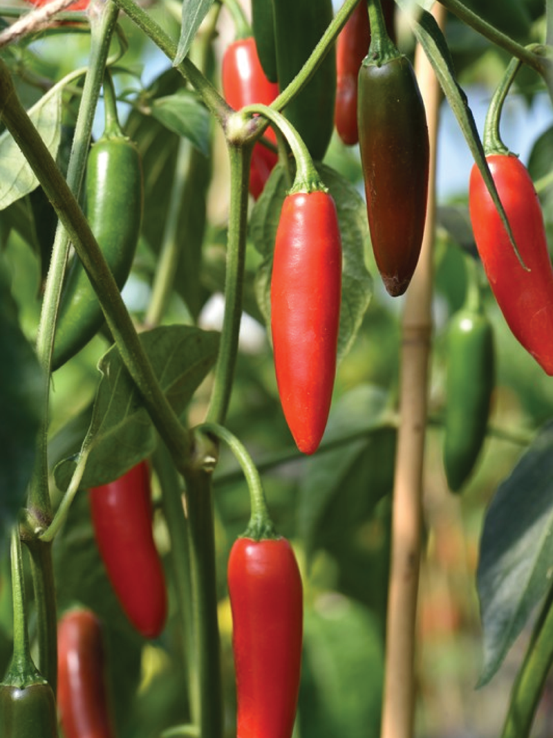 ORGANIC SERRANO TAMPIQUENO PEPPER SEEDLING <br>شتلات فلفل سيرانو تامبيكيونو العضوية