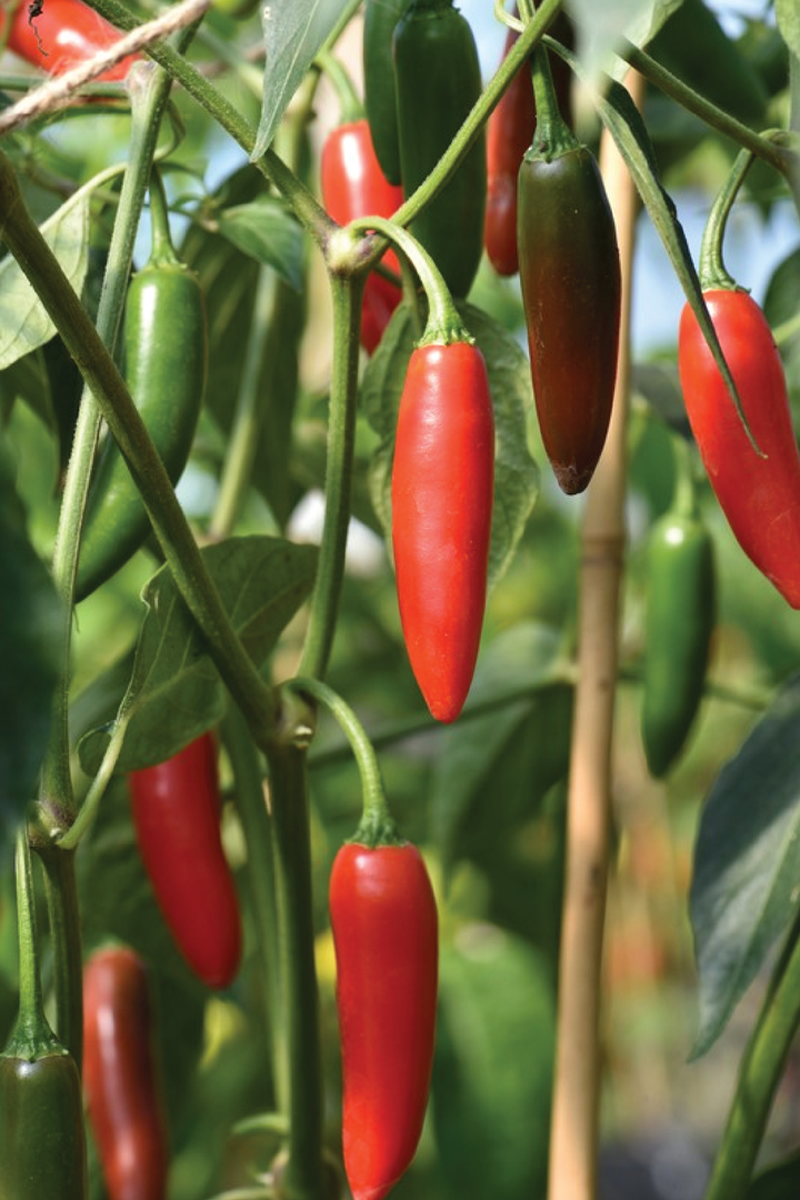 ORGANIC SERRANO TAMPIQUENO PEPPER SEEDLING <br>شتلات فلفل سيرانو تامبيكيونو العضوية