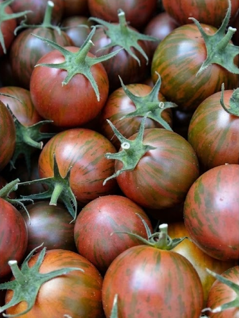 ORGANIC TOMATO PURPLE BUMBLE BEE SEEDLING