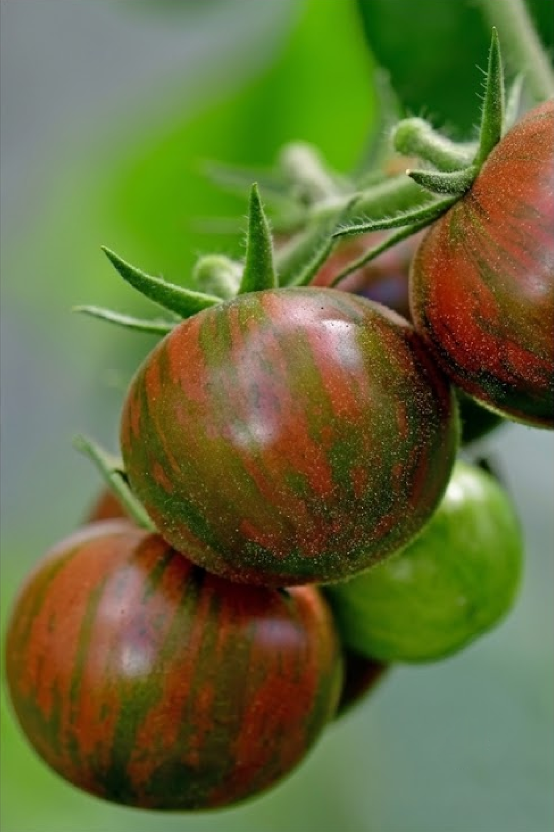 TOMATO PURPLE BUMBLE BEE SEEDS <br> بذور طماطم بمبل بي الأرجواني