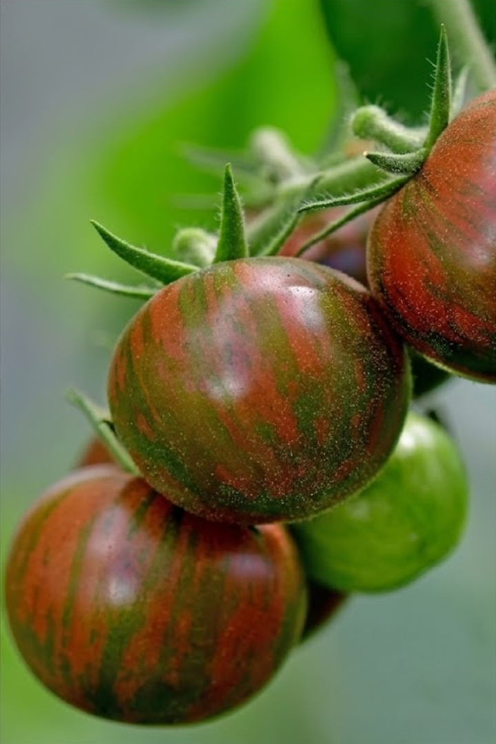 TOMATO PURPLE BUMBLE BEE SEEDS <br> بذور طماطم بمبل بي الأرجواني
