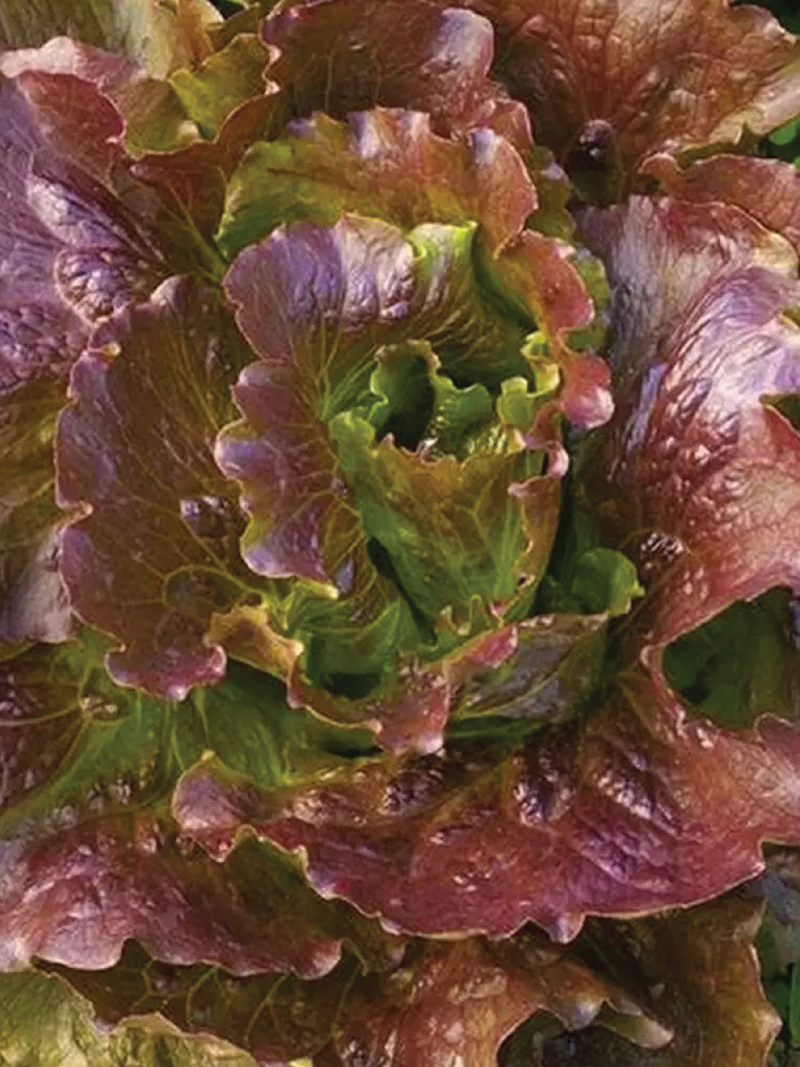 BUTTER COFFEE LETTUCE SEEDS