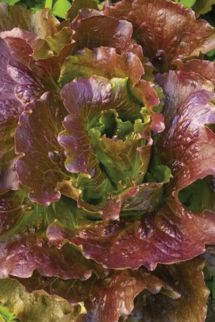 BUTTER COFFEE LETTUCE SEEDS