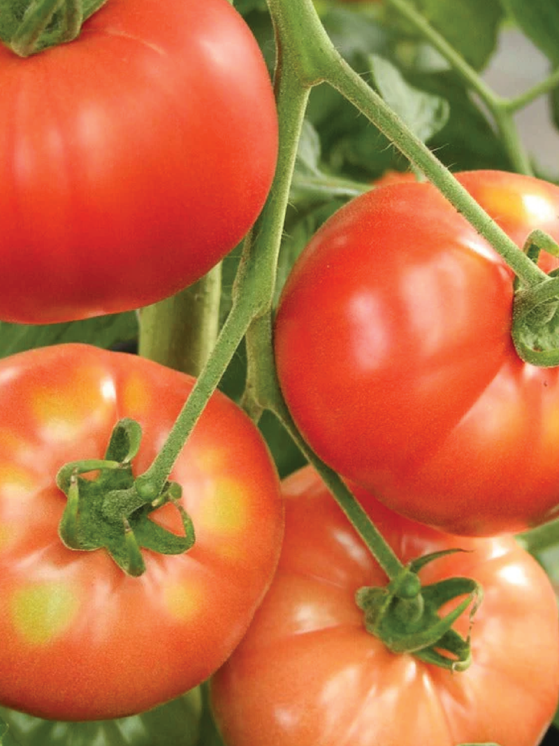 TOMATO GERMAN JOHNSON SEEDS <br> بذور طماطم جيرمان جونسون
