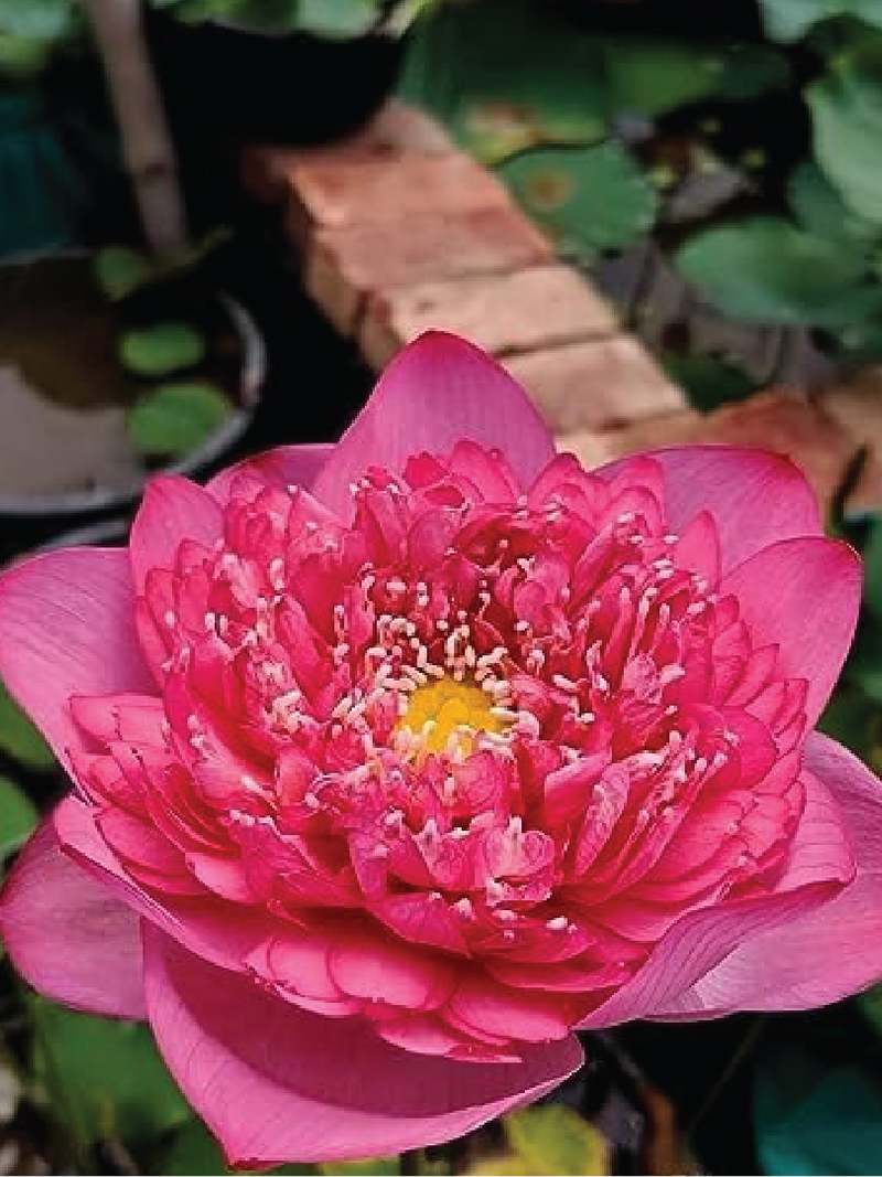 DARK PINK LOTUS SEEDS <br>بذور اللوتس الوردي الداكن