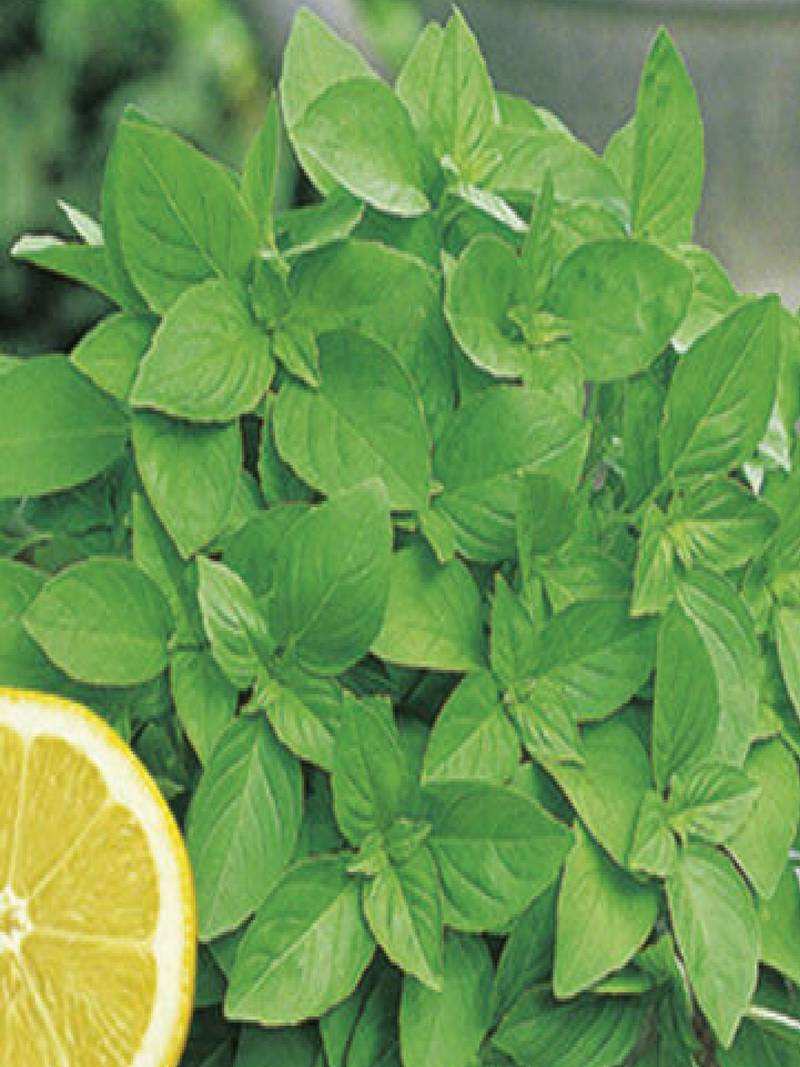 ORGANIC LEMON BASIL SEEDLING <br>شتلات ريحان الليمون العضوية