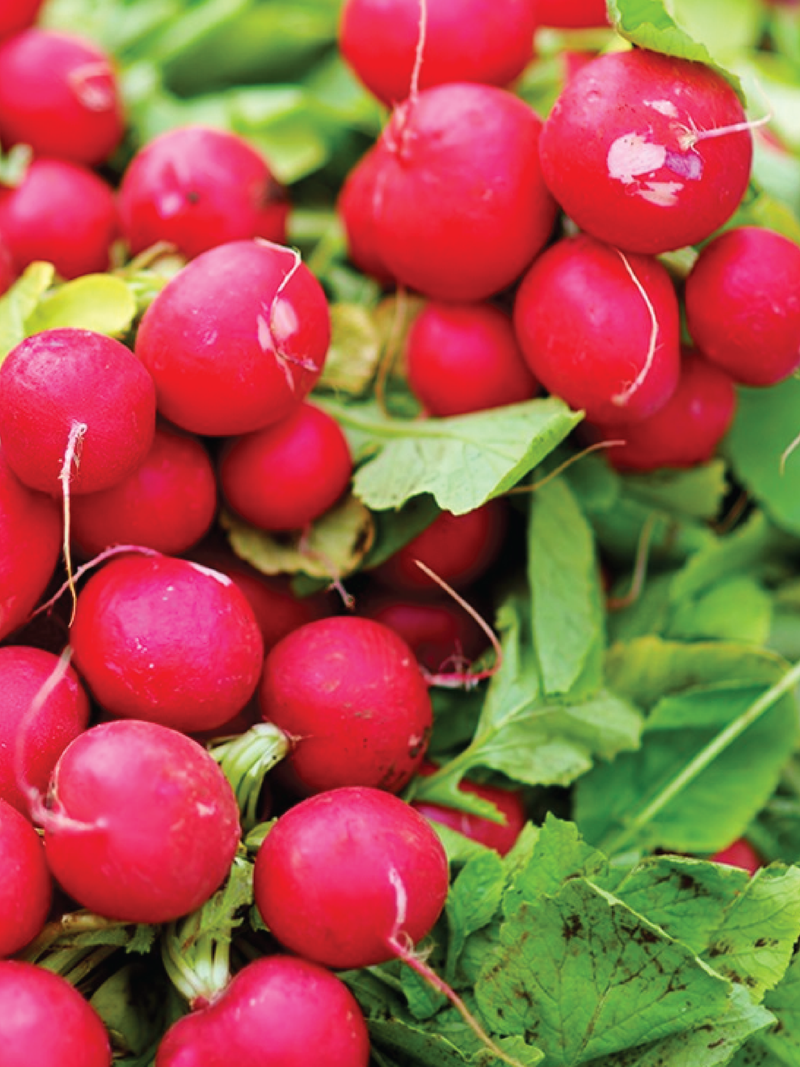 ORGANIC CHERRY RADISH SEEDLING