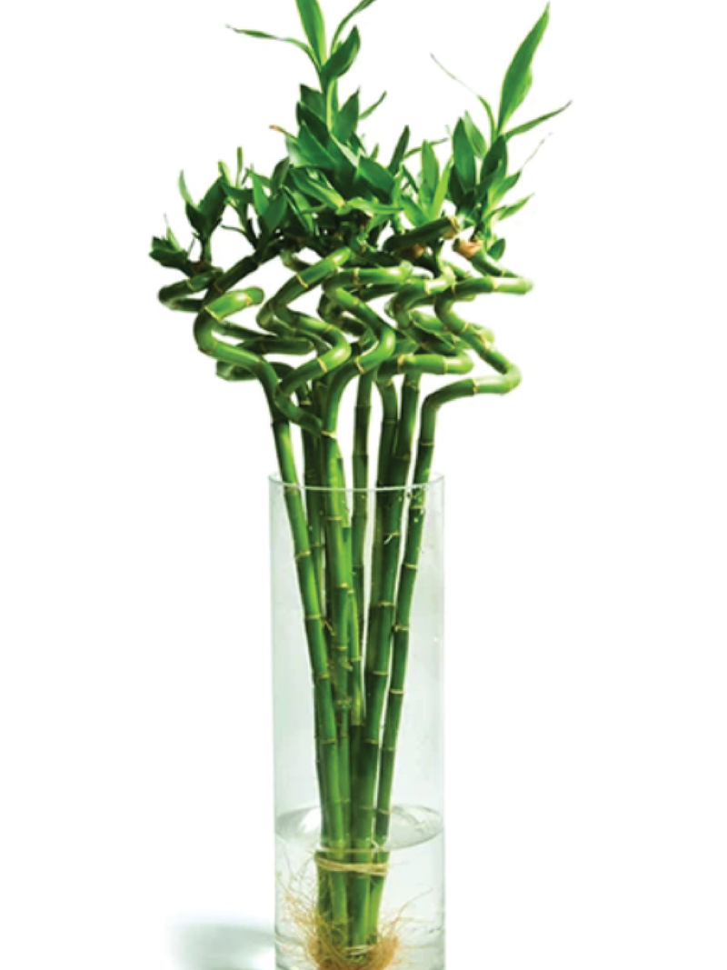 VASE FOR BAMBOO STICK