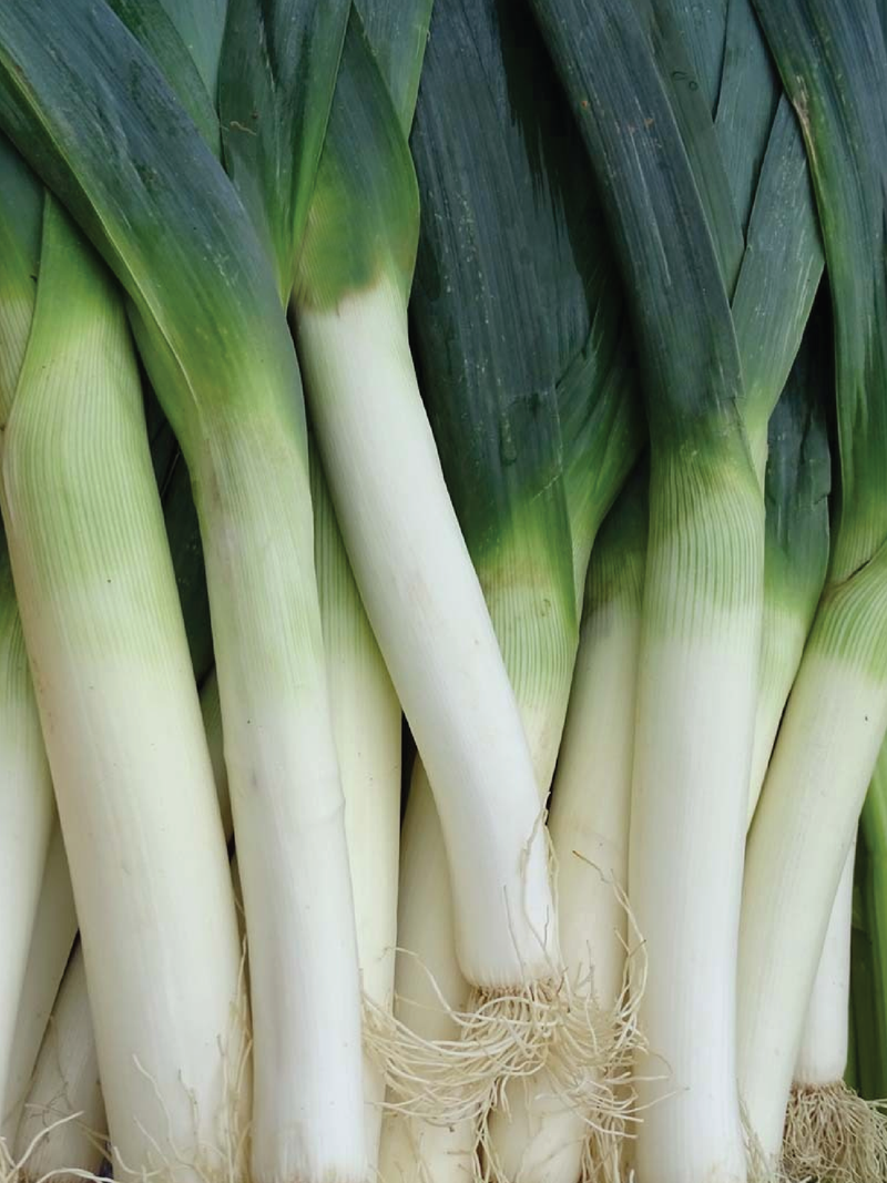 LEEK SEEDS <br> بذور الكراث