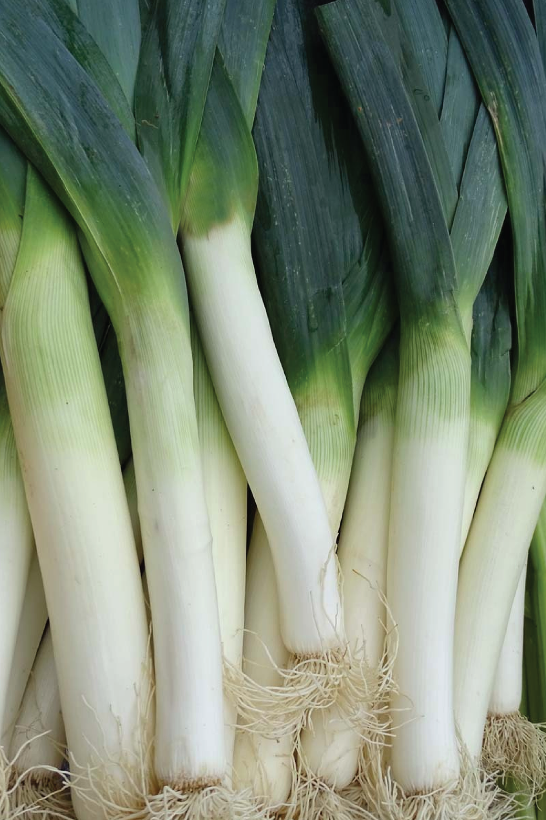 LEEK SEEDS