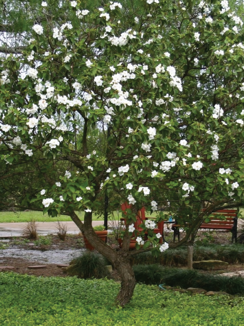 WHITE CORDIA TREE SEEDS <br> بذور شجرة الكورديا الأبيض