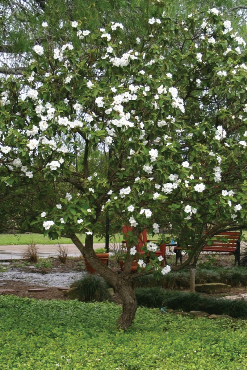 WHITE CORDIA TREE SEEDS <br> بذور شجرة الكورديا الأبيض