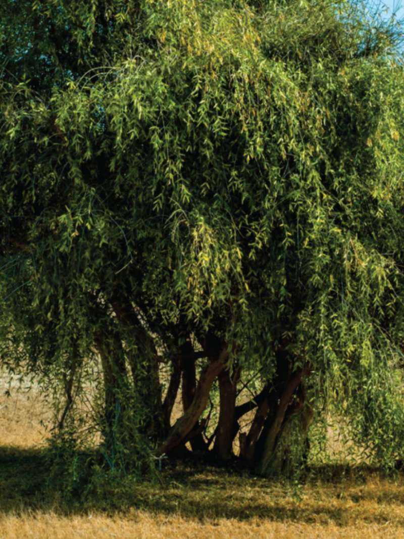 WHITE ARAK TREE SEEDS <br> بذور شجرة الآراك الأبيض