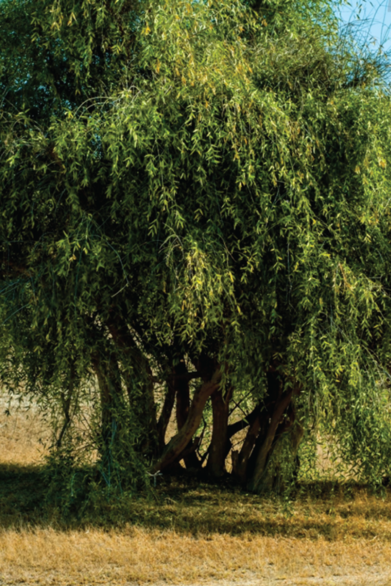 WHITE ARAK TREE SEEDS <br> بذور شجرة الآراك الأبيض