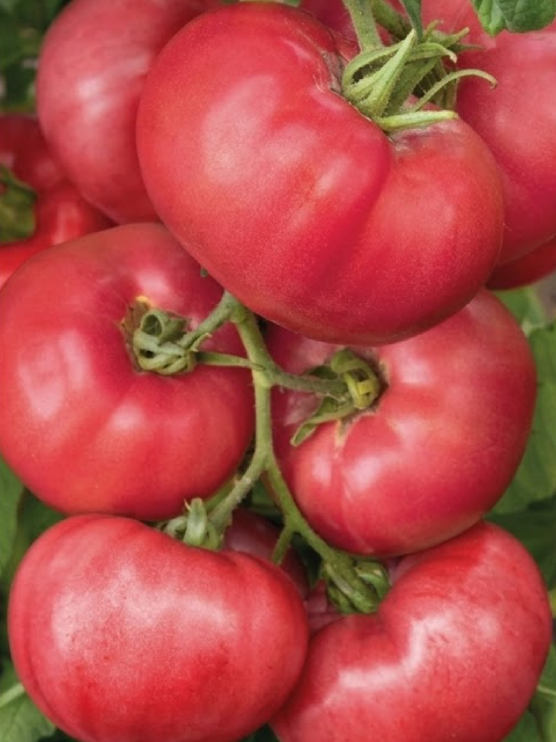 TOMATO BRANDYWINE PINK SEEDS