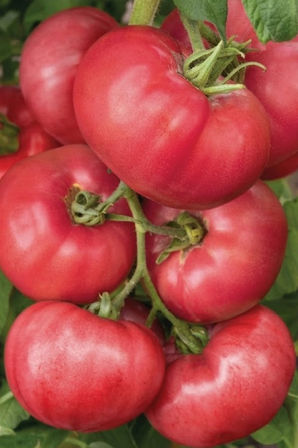 TOMATO BRANDYWINE PINK SEEDS