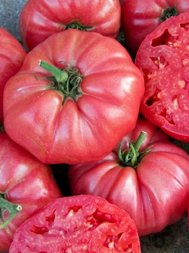 TOMATO BRANDYWINE PINK SEEDS
