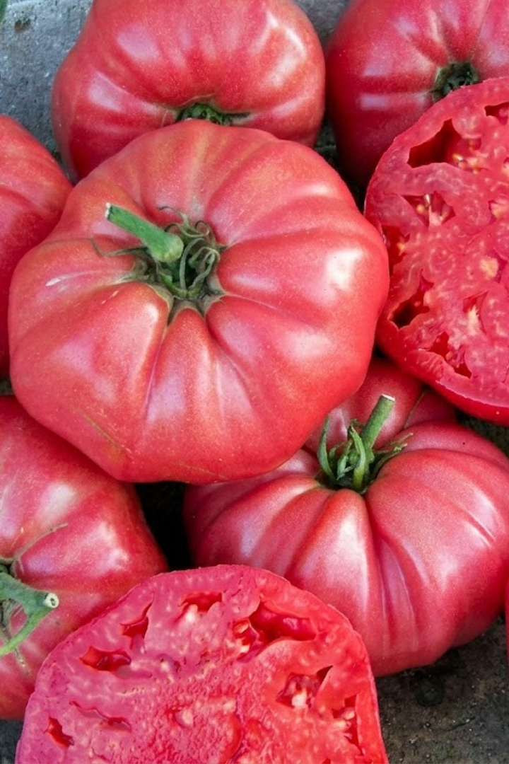 TOMATO BRANDYWINE PINK SEEDS <br>بذور طماطم براندي واين الوردي