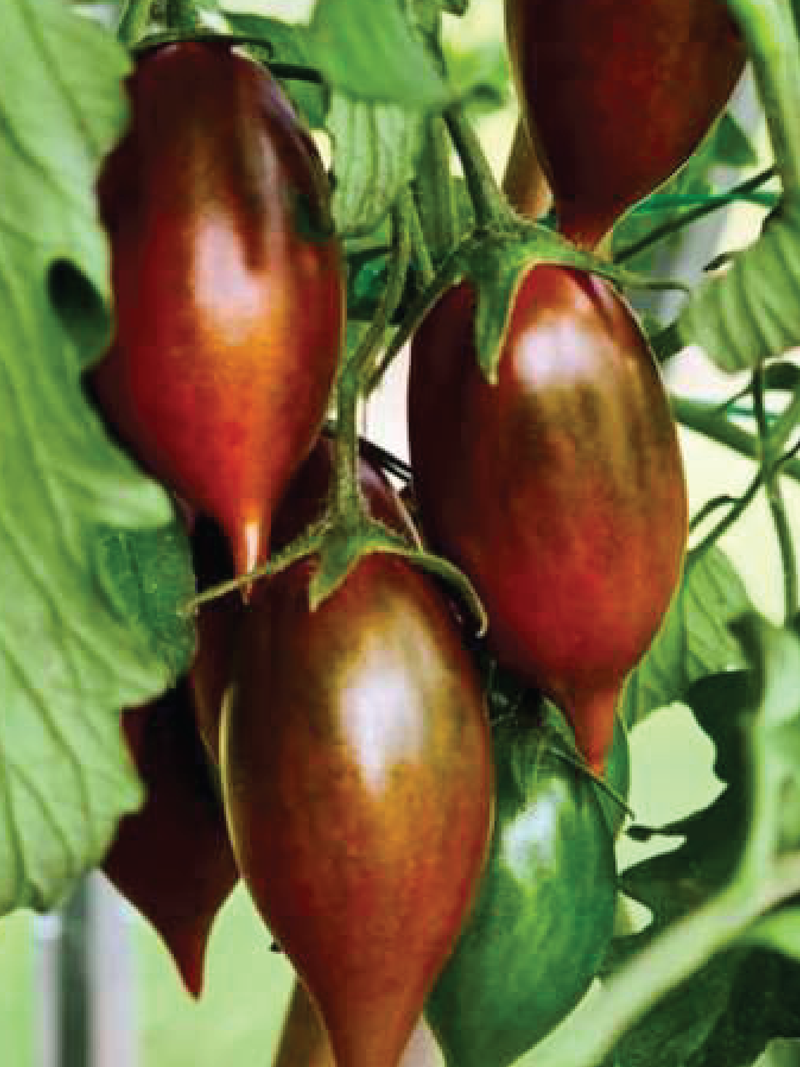 ORGANIC EMALIA TOMATO SEEDLING <br>شتلات طماطم إيماليا العضوية