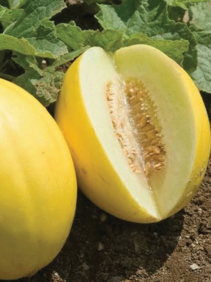 ORGANIC CANARY SWEET MELON SEEDLING <br> شتلات شمام الكناري العضوية