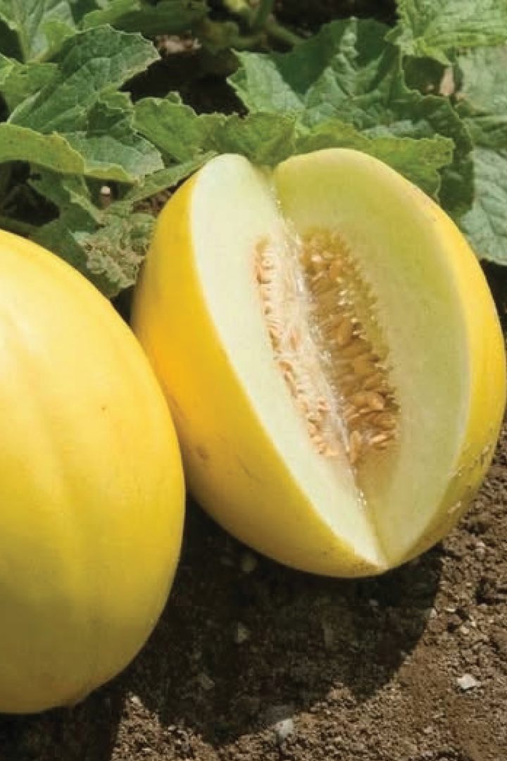 ORGANIC CANARY SWEET MELON SEEDLING <br> شتلات شمام الكناري العضوية