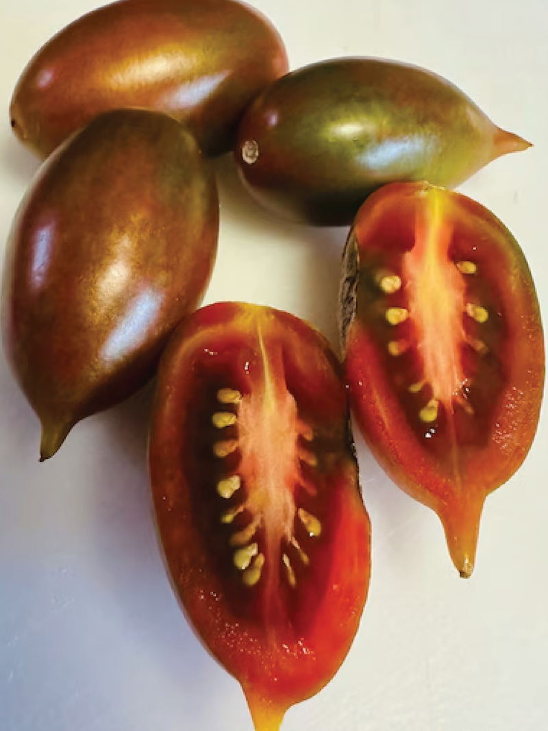 ORGANIC EMALIA TOMATO SEEDLING <br>شتلات طماطم إيماليا العضوية