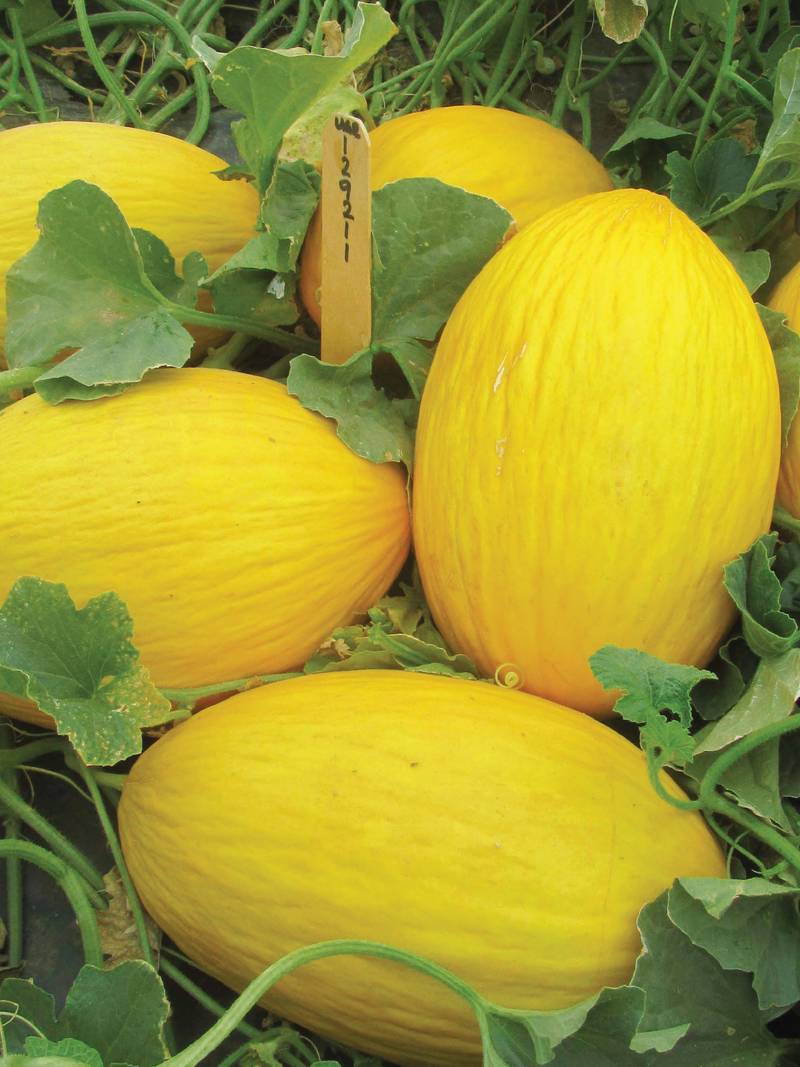 ORGANIC CANARY SWEET MELON SEEDLING <br> شتلات شمام الكناري العضوية