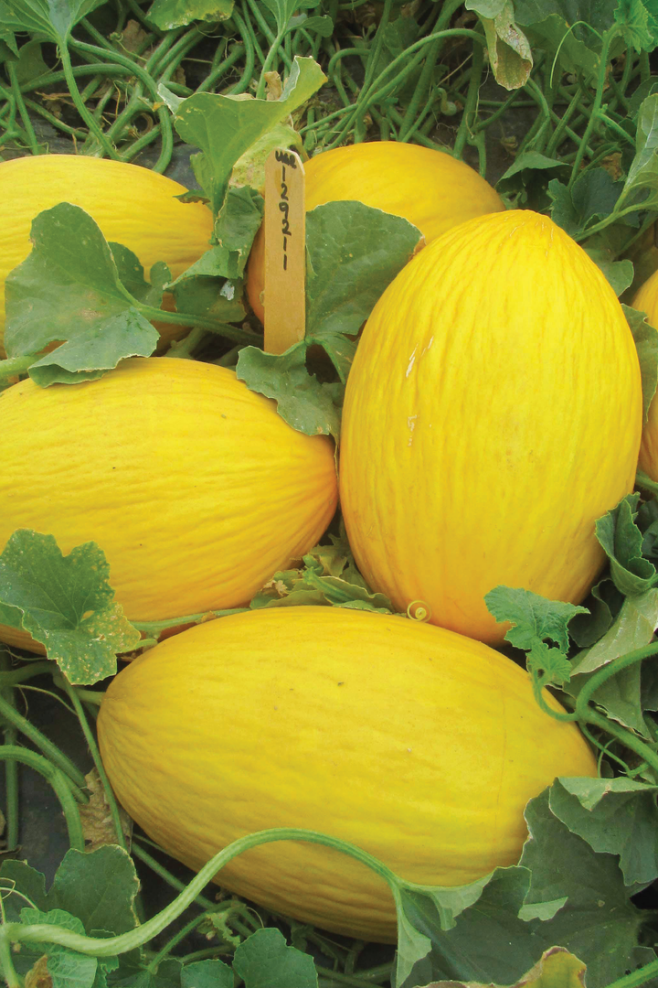 ORGANIC CANARY SWEET MELON SEEDLING <br> شتلات شمام الكناري العضوية