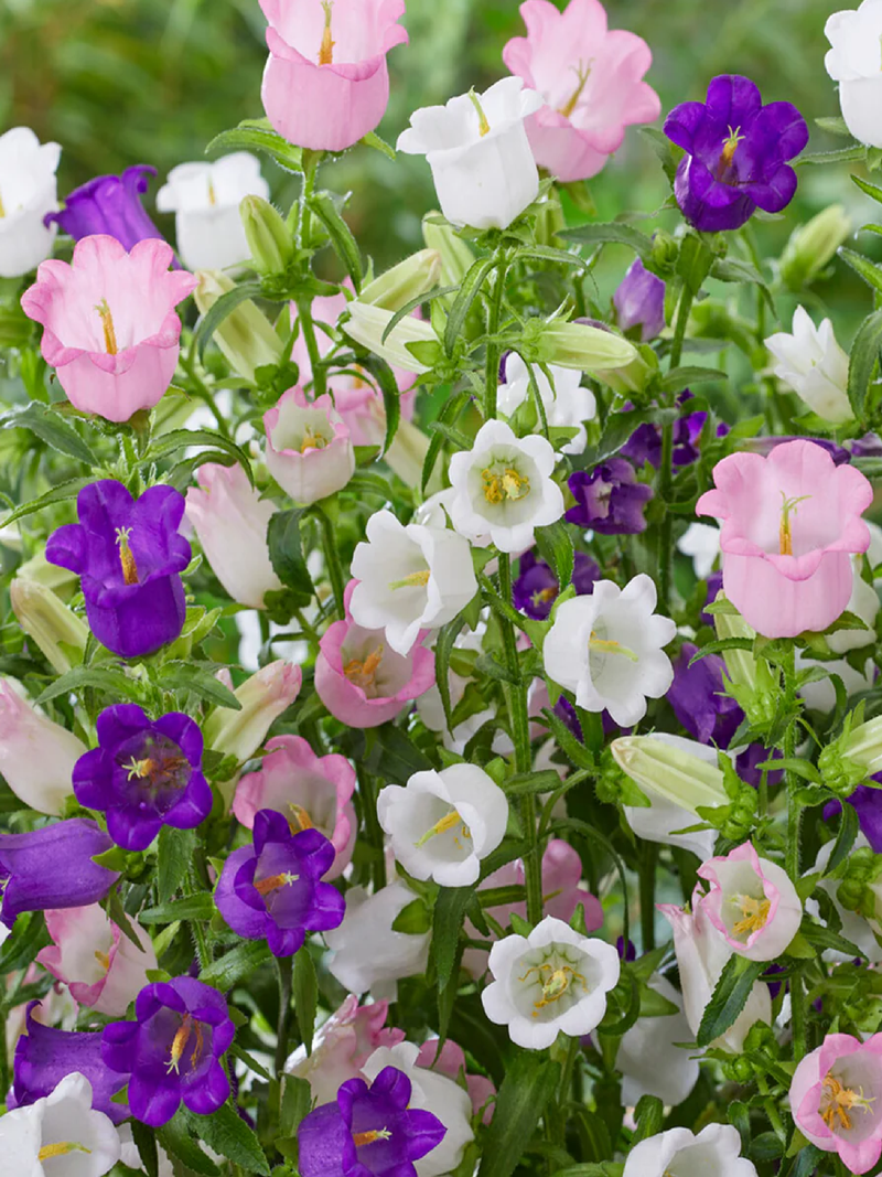 CAMPANULA MIX SEEDS